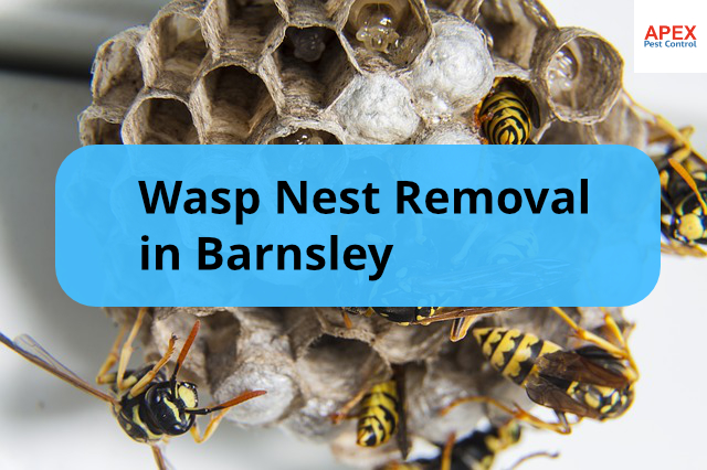 wasp-nest-removal-barnsley-swarm