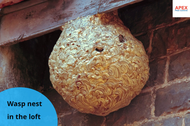 wasp nest removal barnsley in loft