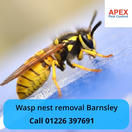 Wasp-nest-removal-Barnsley