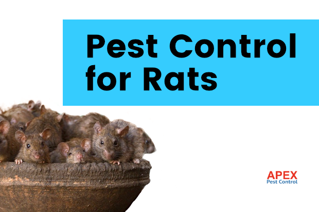 Pest Control For Rats